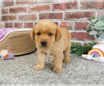 Small #3 Labrador Retriever