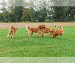 Small Photo #14 Golden Retriever Puppy For Sale in SEBREE, KY, USA