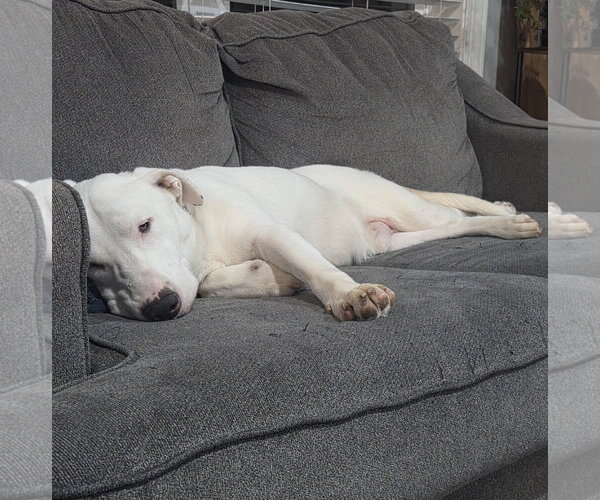Medium Photo #2 Bull Terrier-Unknown Mix Puppy For Sale in Brooklyn Center, MN, USA