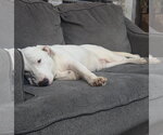 Small #1 Bull Terrier Mix
