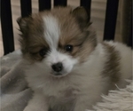 Small #3 Pomeranian