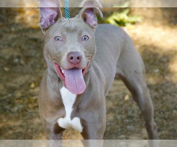 Medium Photo #1 American Staffordshire Terrier-Unknown Mix Puppy For Sale in Tallahassee, FL, USA