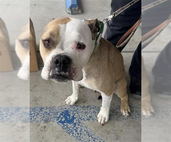 Medium Photo #1 Mutt Puppy For Sale in Bakersfield, CA, USA