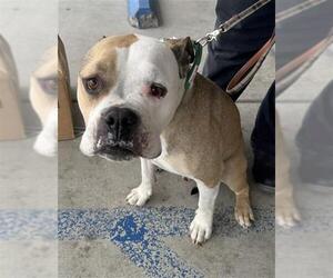 Mutt Dogs for adoption in Bakersfield, CA, USA