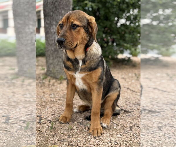 Medium Photo #7 Mutt Puppy For Sale in PIPE CREEK, TX, USA