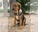 Small #6 Mutt