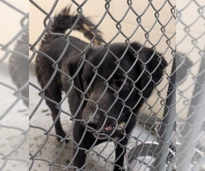 Labsky Dogs for adoption in Anchorage, AK, USA