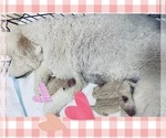 Small Photo #6 Goldendoodle Puppy For Sale in MORENO VALLEY, CA, USA