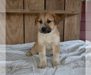 Beabull-Siberian Husky Mix Puppy for sale in MILLERSBURG, OH, USA