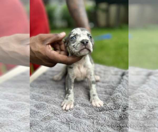 Medium Photo #3 American Bully Puppy For Sale in KANSAS CITY, MO, USA