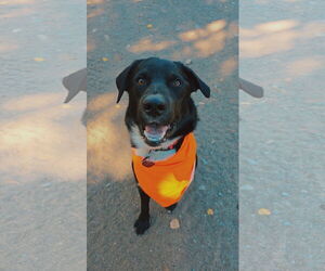 Australian Shepherd-Unknown Mix Dogs for adoption in Princeton, MN, USA