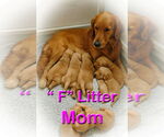 Small Photo #6 Golden Retriever Puppy For Sale in Grovertown, IN, USA