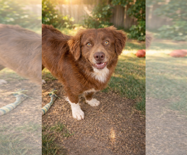 Medium Photo #2 Australian Shepherd-Unknown Mix Puppy For Sale in Phoenix, AZ, USA