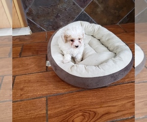 Maltese-Poodle (Toy) Mix Puppy for sale in SEDRO WOOLLEY, WA, USA