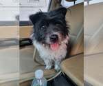 Small #2 Norwich Terrier Mix