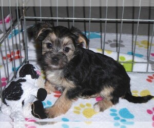 Morkie Puppy for sale in ORO VALLEY, AZ, USA