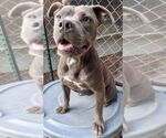 Small Staffordshire Bull Terrier Mix