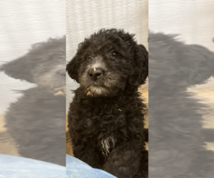 Goldendoodle Puppy for sale in TRENTON, MO, USA