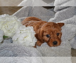 Small #2 Cavapoo