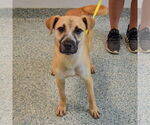 Small #2 Black Mouth Cur Mix