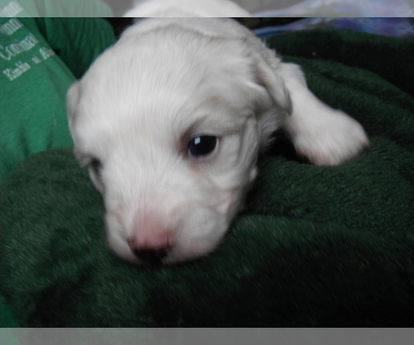 Medium Photo #4 Coton de Tulear Puppy For Sale in COLUMBIA, MO, USA