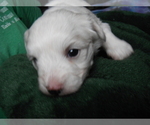 Small Photo #4 Coton de Tulear Puppy For Sale in COLUMBIA, MO, USA