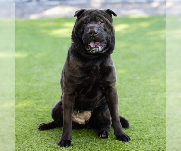 Medium Photo #2 Chinese Shar-Pei Puppy For Sale in Camarillo, CA, USA