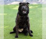 Small #1 Chinese Shar-Pei