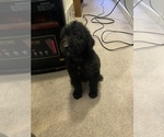 Small Photo #1 Doodle-Goldendoodle Mix Puppy For Sale in BON AIR, VA, USA