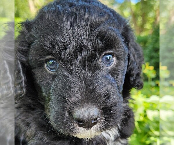 Medium Photo #2 F2 Aussiedoodle Puppy For Sale in COLUMBIA, TN, USA