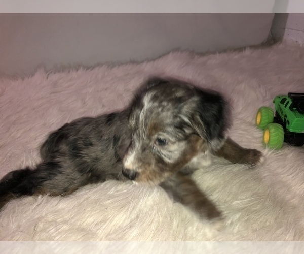 Medium Photo #2 Aussiedoodle Miniature  Puppy For Sale in GOSHEN, IN, USA
