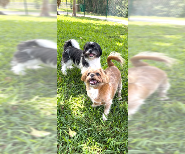 Medium Photo #4 Shih Tzu Puppy For Sale in Weston, FL, USA