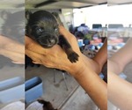 Small Photo #17 Chiranian Puppy For Sale in HOUSTON, TX, USA