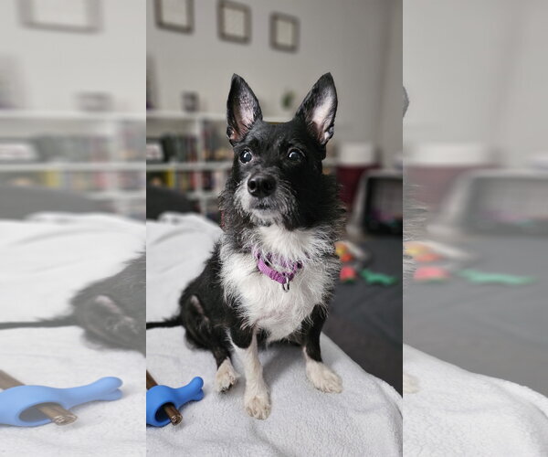 Medium Photo #1 Chihuahua Puppy For Sale in Wheaton, IL, USA