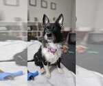 Small Chihuahua