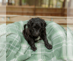 Small Photo #13 Goldendoodle Puppy For Sale in GREENBRIER, AR, USA
