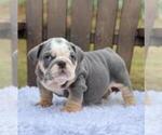 Small Photo #1 Bulldog Puppy For Sale in DALLAS, TX, USA