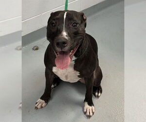 Mutt Dogs for adoption in St. Cloud, FL, USA