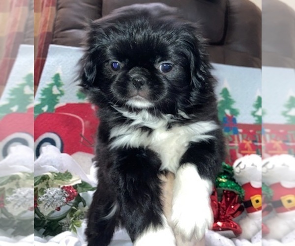 Medium Photo #1 Japanese Chin Puppy For Sale in SALEM, OR, USA