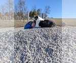 Small #3 Australian Shepherd
