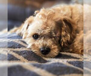 Poodle (Miniature)-Unknown Mix Dogs for adoption in San Diego, CA, USA