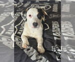 Small #1 American Staffordshire Terrier Mix