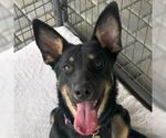 Small German Shepherd Dog