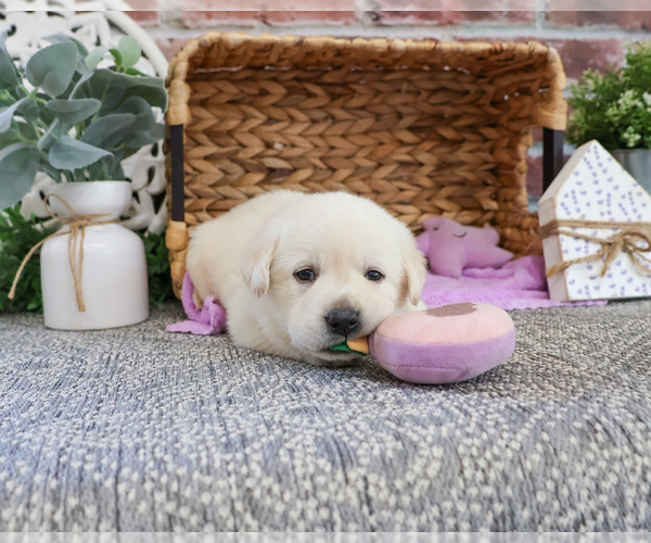 Medium Photo #3 Labrador Retriever Puppy For Sale in SYRACUSE, IN, USA