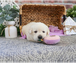 Small #2 Labrador Retriever