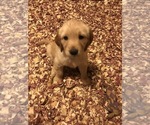 Small Photo #2 Golden Retriever Puppy For Sale in CORAOPOLIS, PA, USA