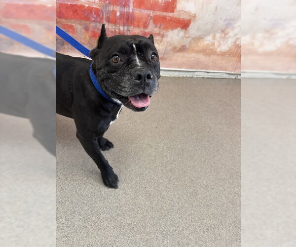 Medium Photo #1 Mutt Puppy For Sale in San Bernardino, CA, USA