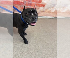 Mutt Dogs for adoption in San Bernardino, CA, USA