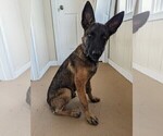Small Photo #3 Belgian Malinois Puppy For Sale in NEOSHO, MO, USA