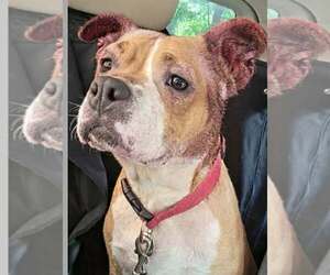 Mutt Dogs for adoption in Rustburg, VA, USA